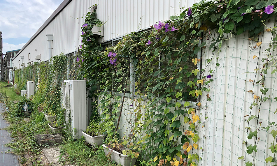 グリーンカーテンの写真